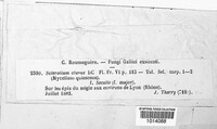 Claviceps purpurea image